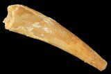 Large, Fossil Pterosaur (Siroccopteryx) Tooth - Morocco #145794-1